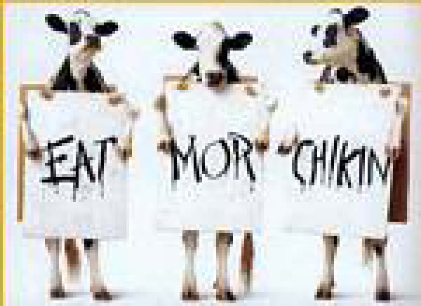 vache Meuuuuh-humourenvrac